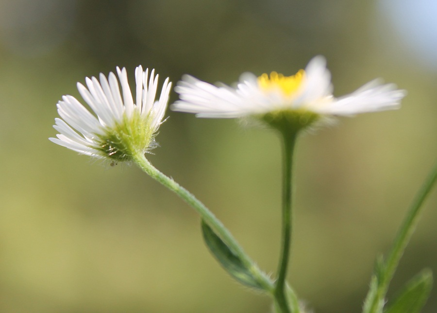 Image of Erigeron annuus specimen.