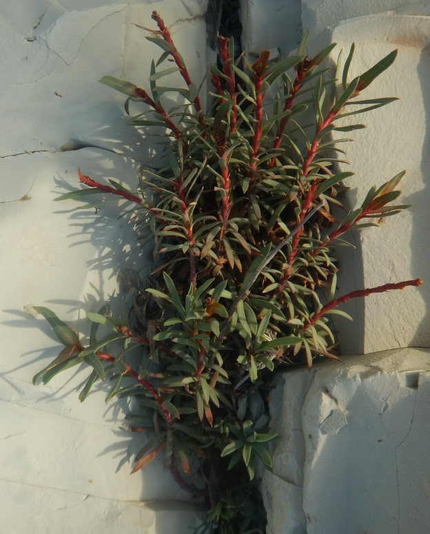 Изображение особи Euphorbia petrophila.