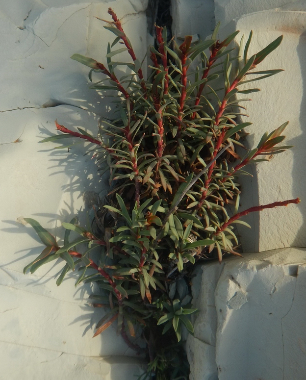 Image of Euphorbia petrophila specimen.