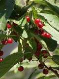 Padus virginiana. Соплодия с созревающими плодами. Санкт-Петербург. 13.09.2009.