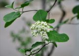 Viburnum lantana. Верхушка ветви с соцветием. Московская обл., г. Железнодорожный, в культуре. 11.05.2016.