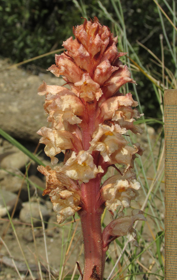 Image of Orobanche centaurina specimen.