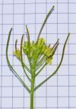 Sisymbrium irio