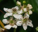 Rubus allegheniensis