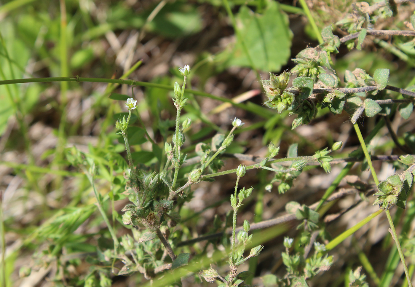 Image of Arenaria serpyllifolia specimen.