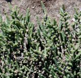 Halocnemum strobilaceum