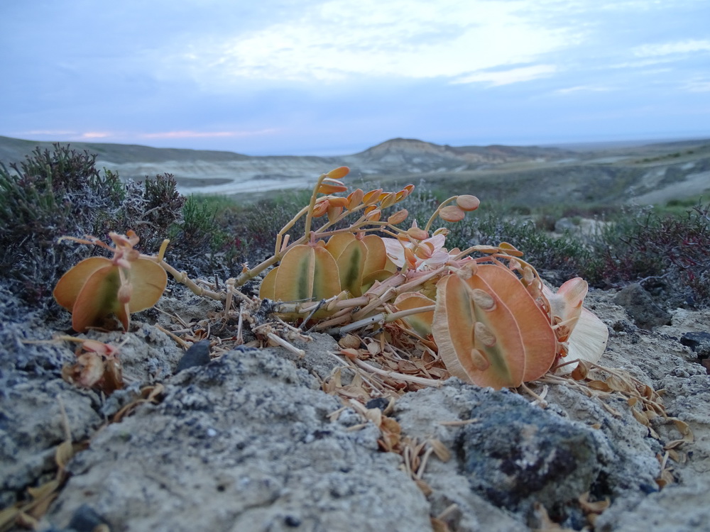 Изображение особи Zygophyllum pinnatum.