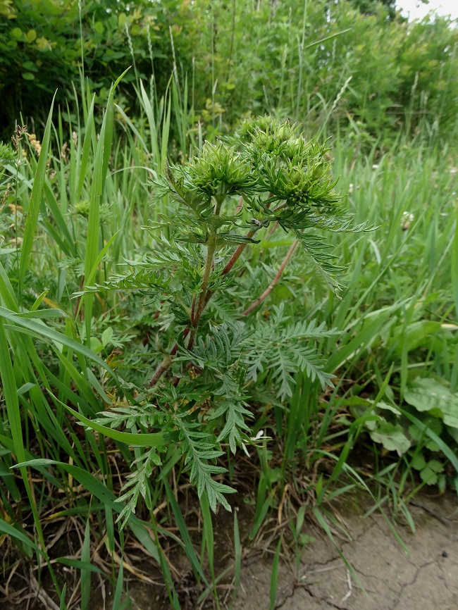 Image of Potentilla multifida specimen.