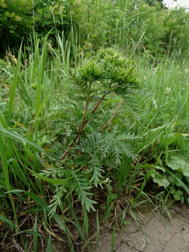 Изображение особи Potentilla multifida.