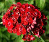 Dianthus barbatus