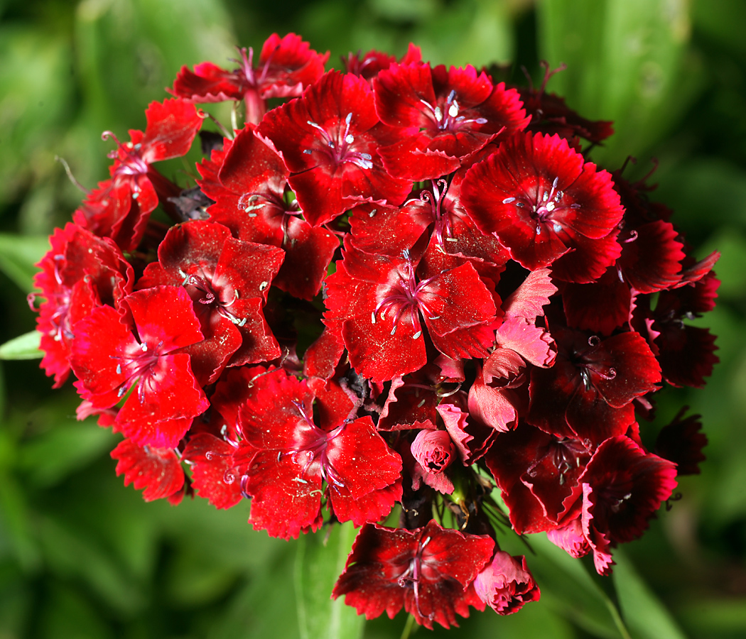 Изображение особи Dianthus barbatus.