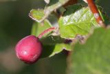 Cotoneaster melanocarpus. Плод. Татарстан, Новошешминский р-н, остепненные увалы в окр. села Татарское Утяшкино. 4 июля 2016 г.