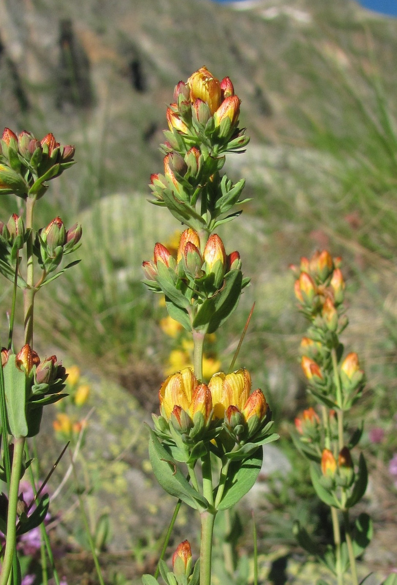 Изображение особи Hypericum linarioides.