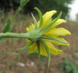 genus Tragopogon. Соцветие (вид со стороны обёртки). Краснодарский край, Абинский р-н, окр. пос. Ахтырский, близ ж. д. 26.08.2016.