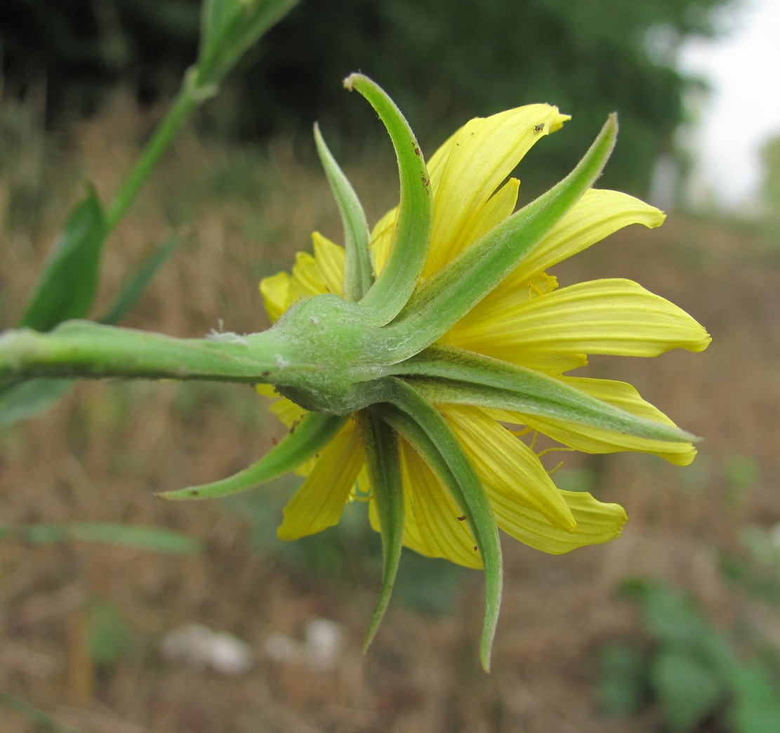 Image of genus Tragopogon specimen.