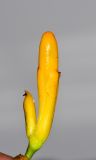 Sanchezia speciosa. Соцветие с бутонами. Израиль, Шарон, г. Тель-Авив, ботанический сад тропических растений. 02.05.2016.