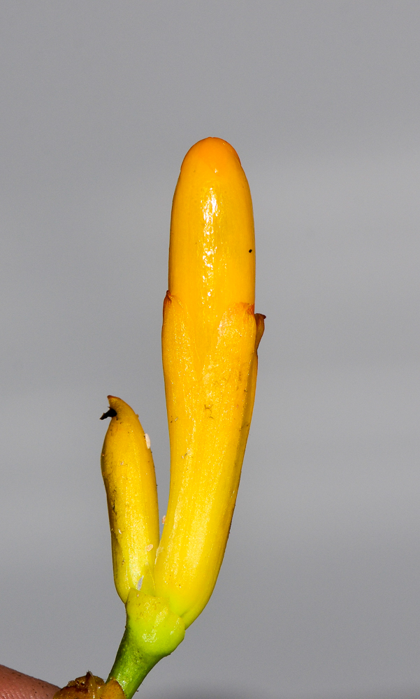 Image of Sanchezia speciosa specimen.