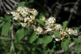 Cotoneaster multiflorus. Ветвь с соцветиями. Казахстан, Тянь-Шань, хр. Таласский, зап. Аксу-Джабаглы, ущ. Кши-Каинды, в средней части ущелья, на склоне, в арчово-кустарниковом сообществе. 22.05.2016.