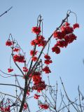 Viburnum opulus