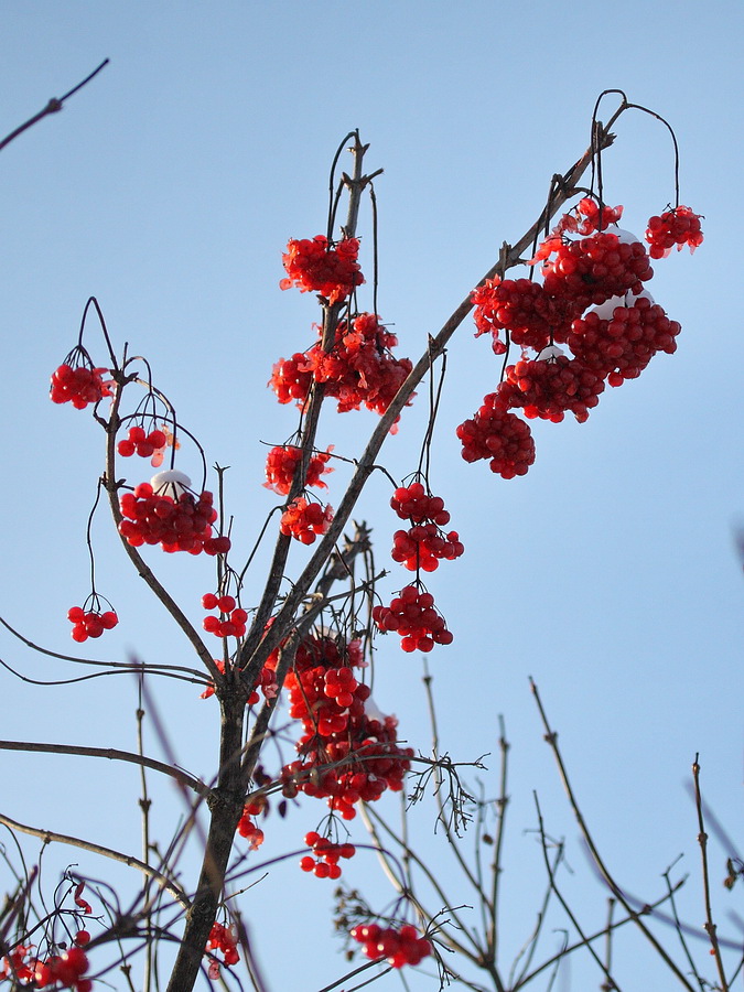 Image of Viburnum opulus specimen.