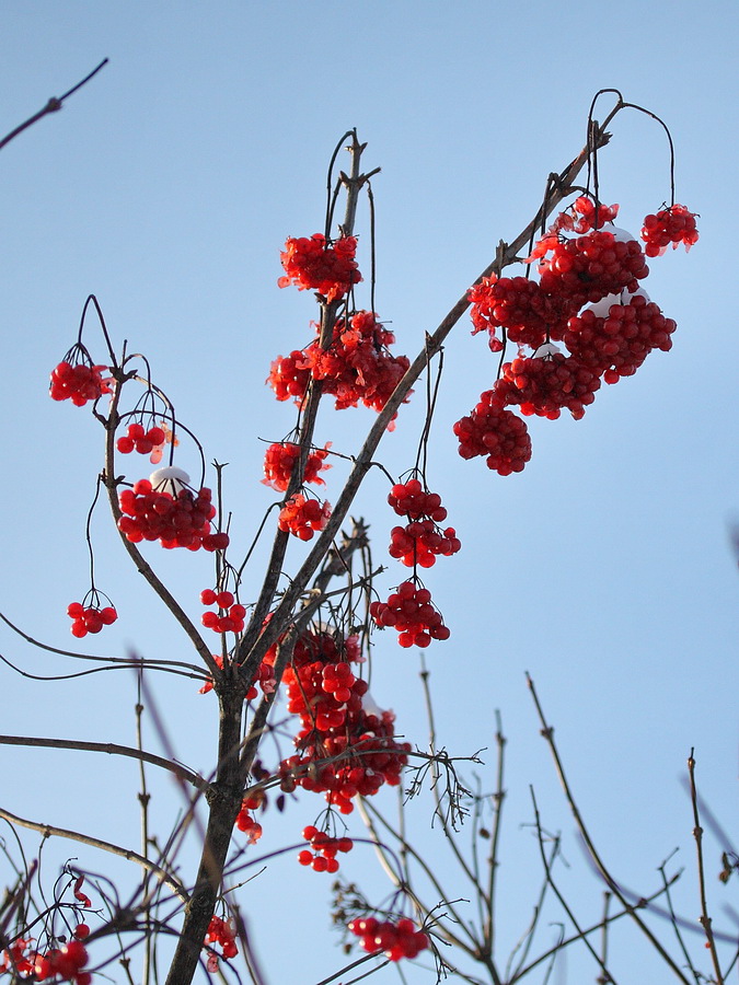 Изображение особи Viburnum opulus.