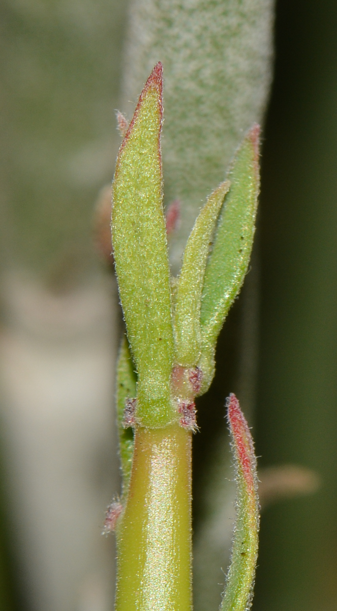 Изображение особи Euphorbia antisyphilitica.