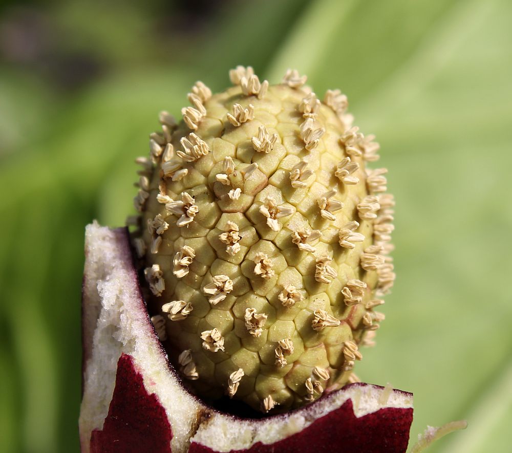 Image of Symplocarpus renifolius specimen.