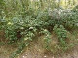 genus Rubus