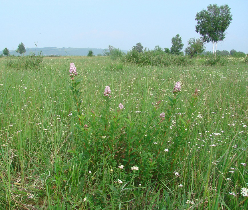 Image of Spiraea salicifolia specimen.