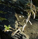 familia Caryophyllaceae