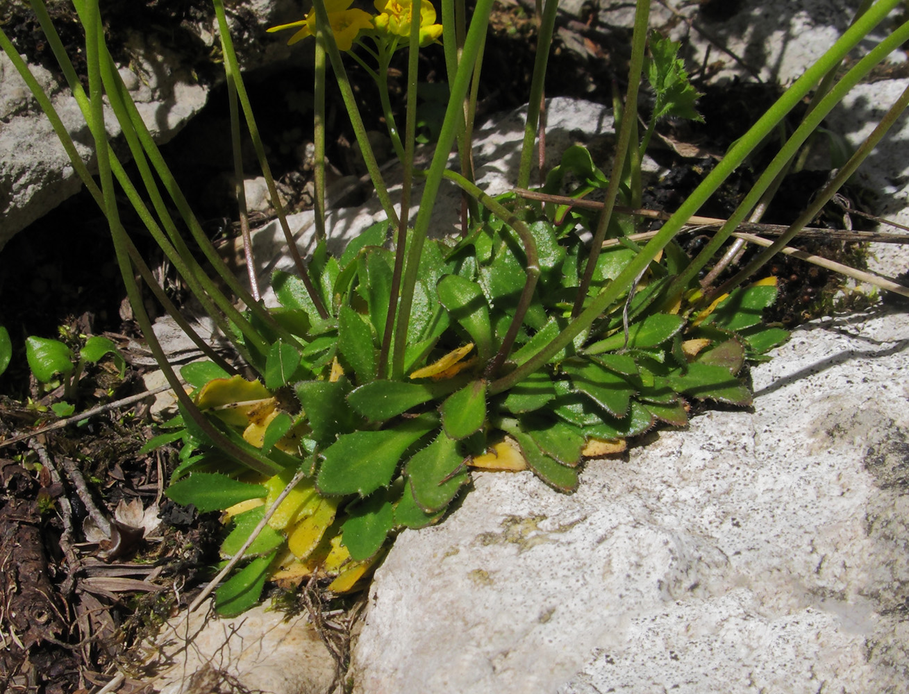 Image of Draba hispida specimen.