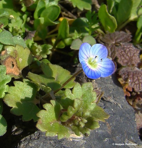 Image of Veronica polita specimen.