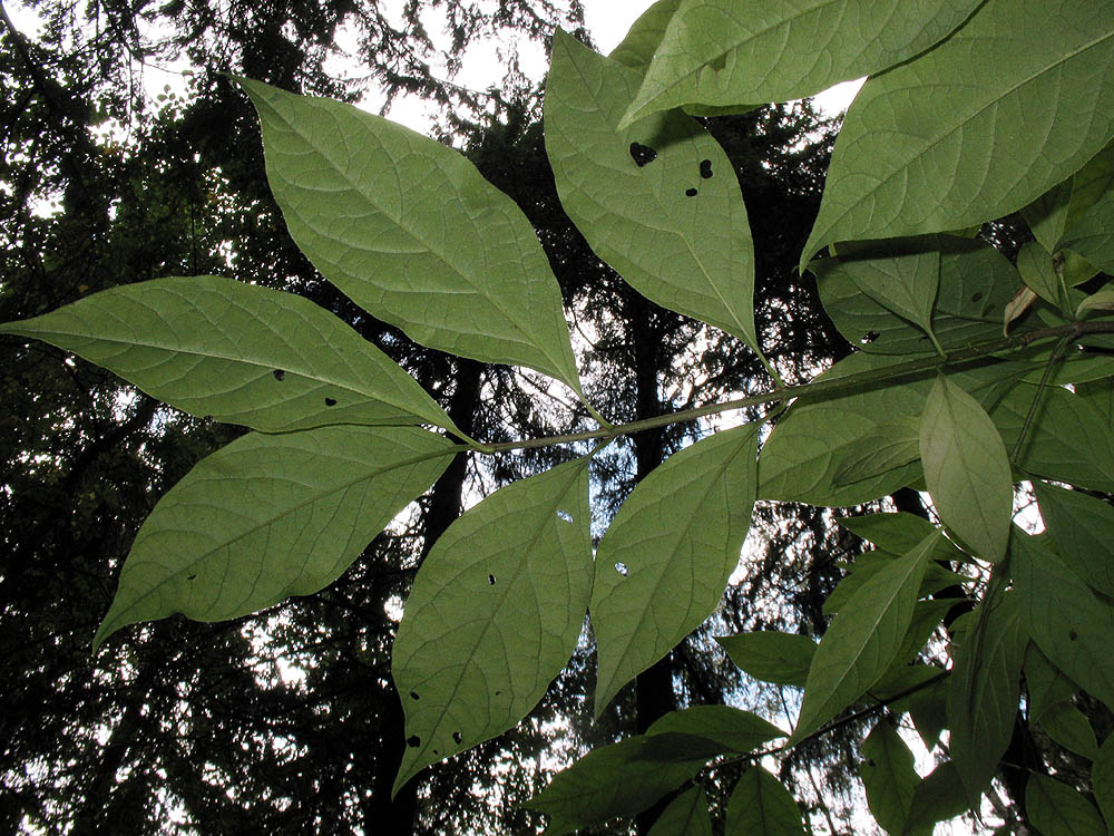 Image of Syringa × henryi specimen.