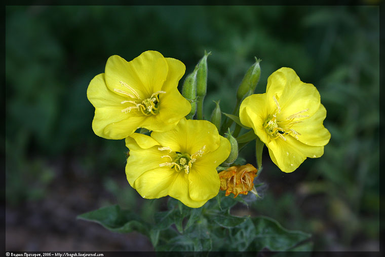 Изображение особи Oenothera biennis.