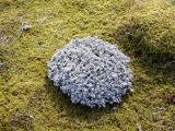 genus Stereocaulon. Куртинка лишайника во мхах. Кольский п-ов, Восточный Мурман, окр. Туманный, насыпная терраса над нижним бьефом Серебрянской ГЭС-2, берег незамерзающего технологического ручья, вытекающего из-под дамбы и впадающего в р. Воронья. 09.05.2008.