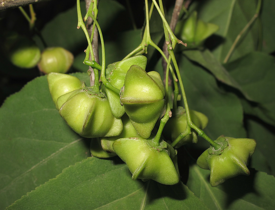 Изображение особи Euonymus maximowiczianus.