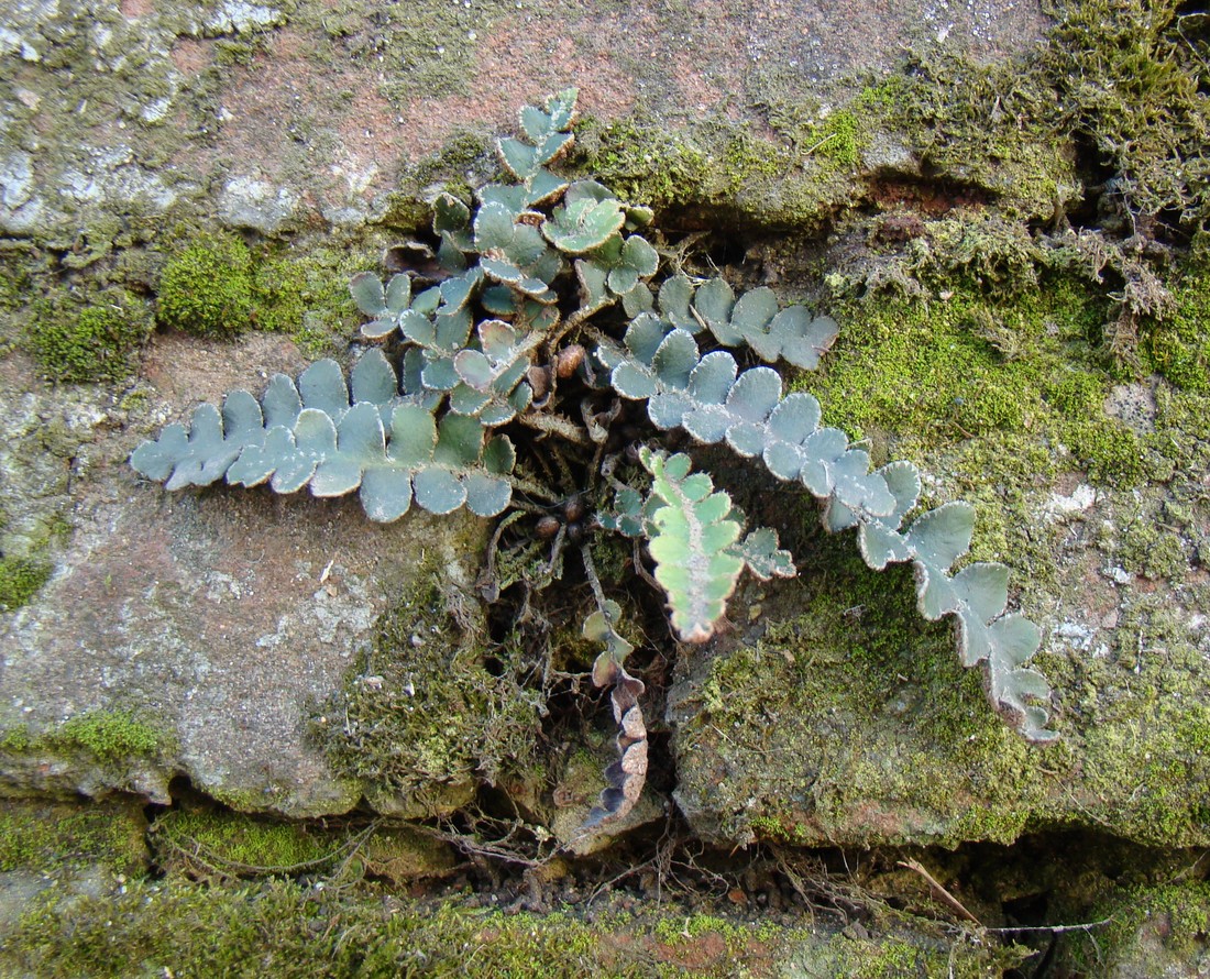 Изображение особи Ceterach officinarum.