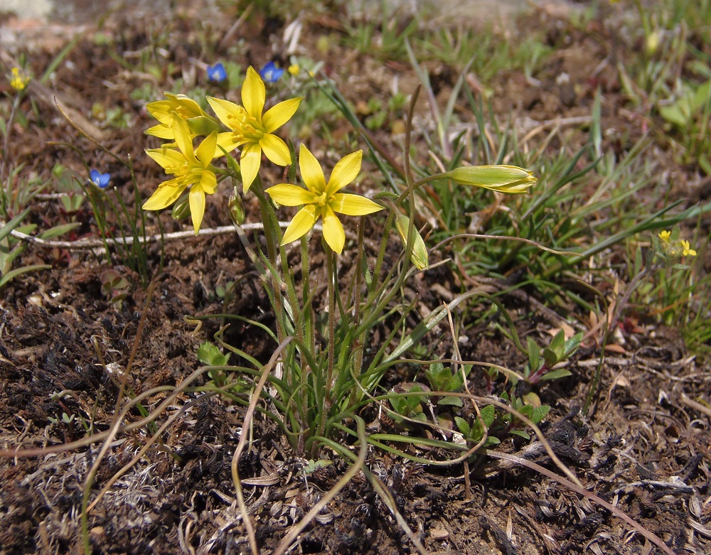 Изображение особи Gagea bulbifera.