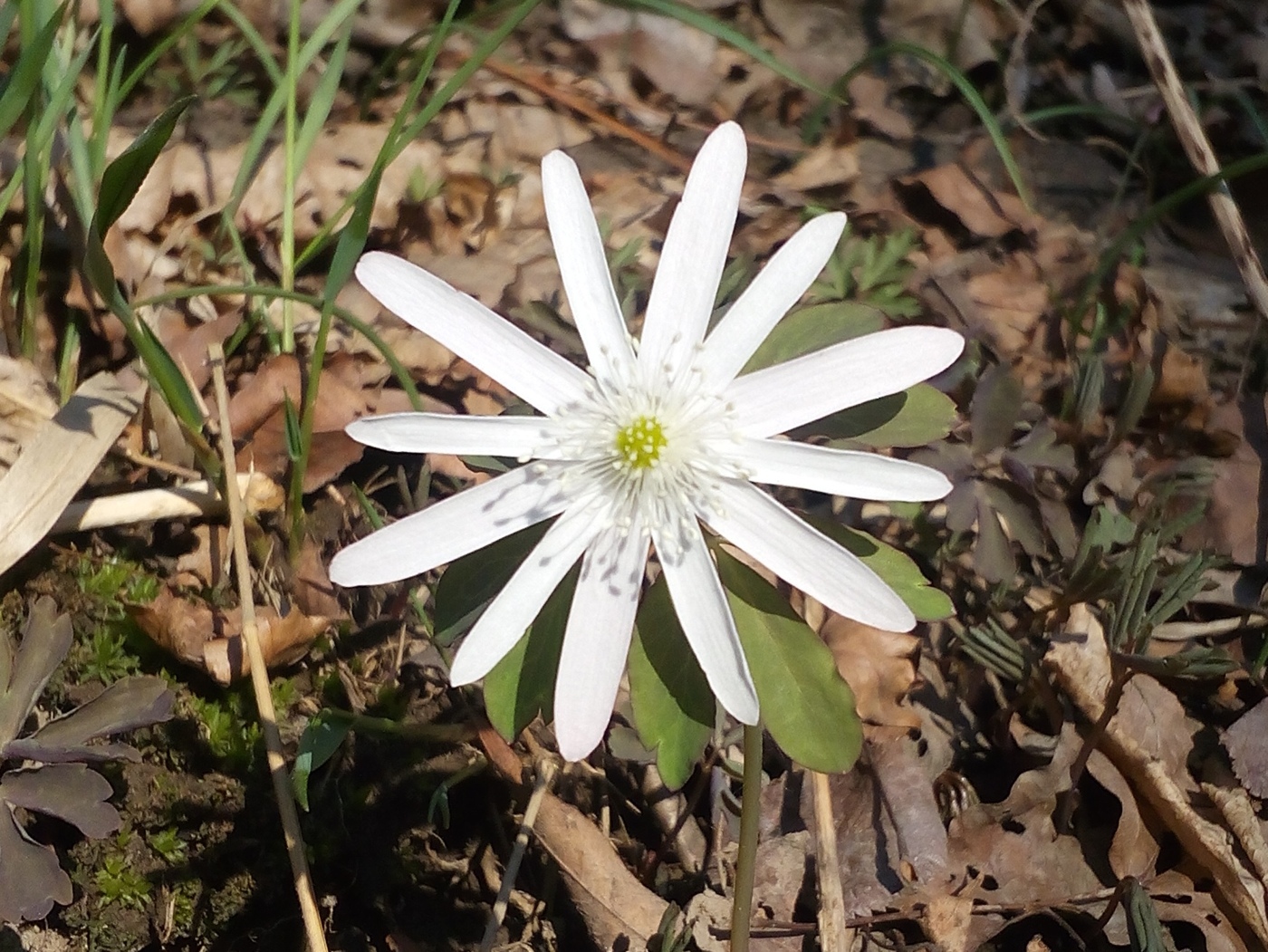 Изображение особи Anemone raddeana.