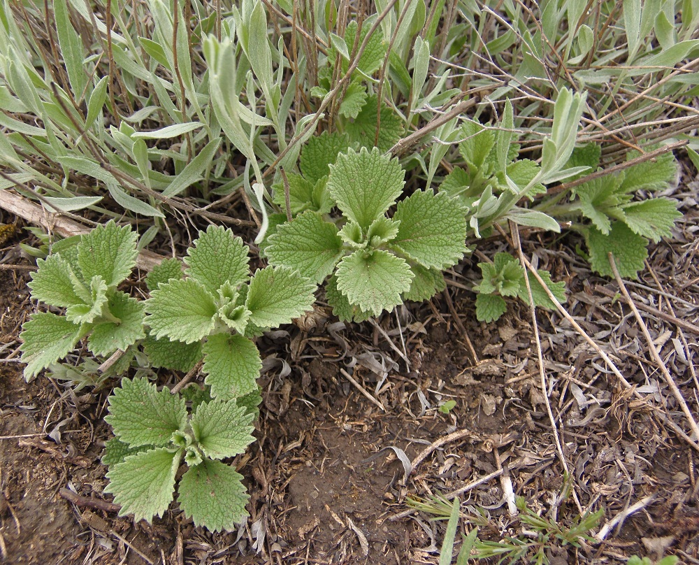 Изображение особи Marrubium praecox.