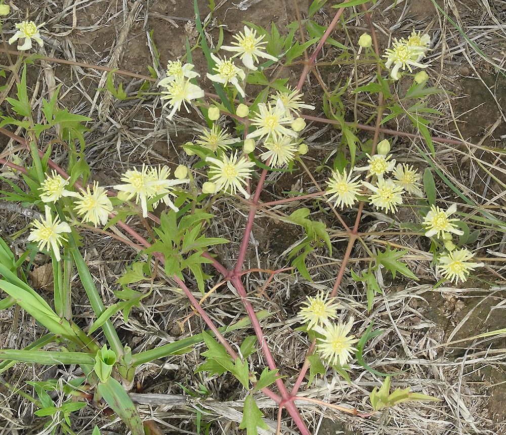 Изображение особи Clematis campestris.