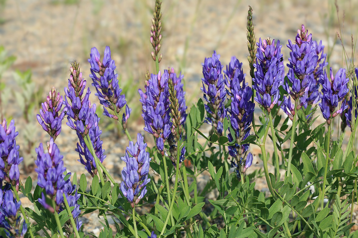 Image of Astragalus adsurgens specimen.