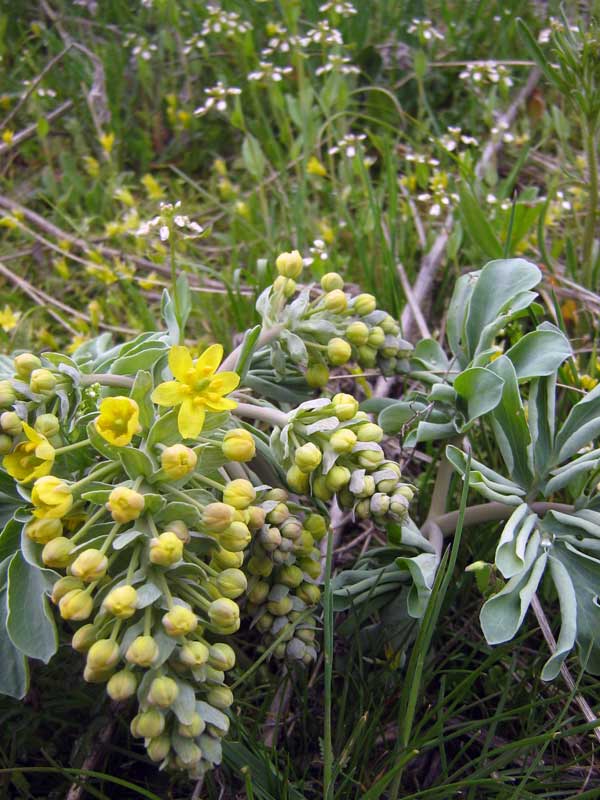 Image of Leontice ewersmanni specimen.