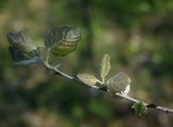 Populus &times; canescens