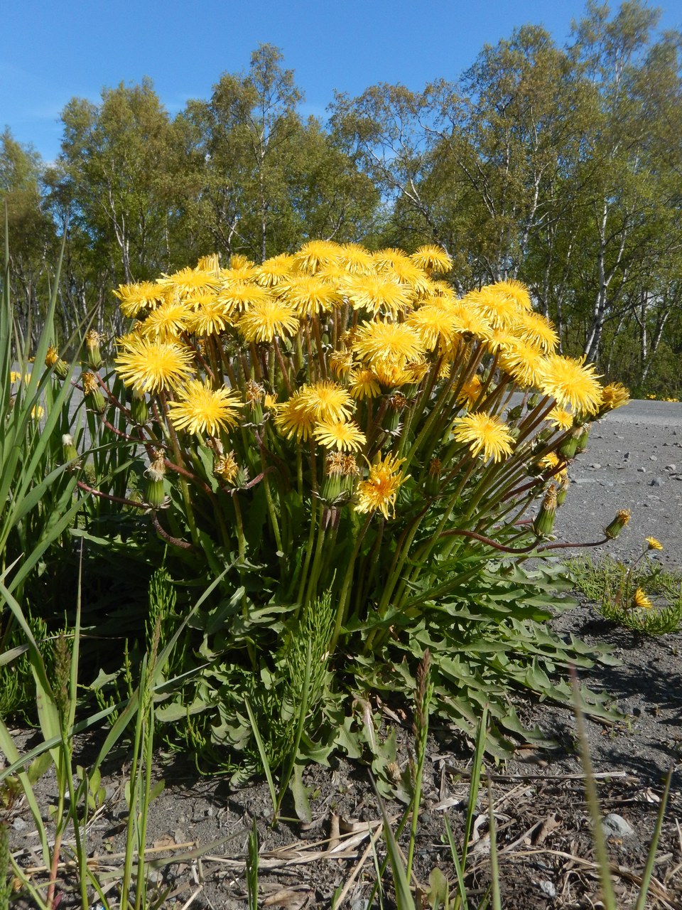 Изображение особи Taraxacum officinale.