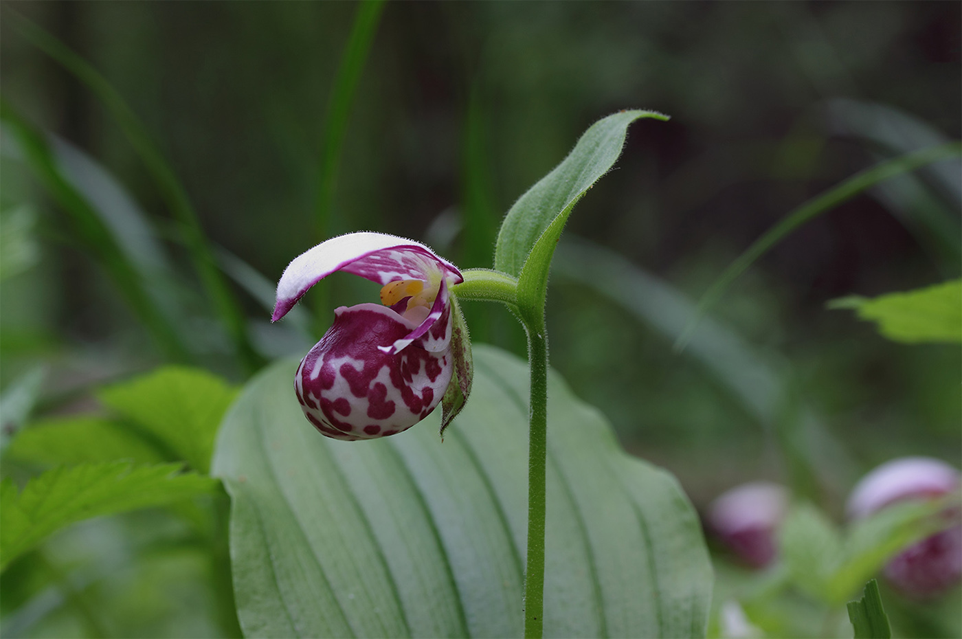 Image of Cypripedium guttatum specimen.