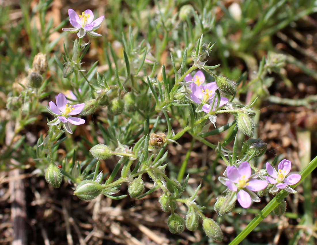 Image of Spergularia rubra specimen.