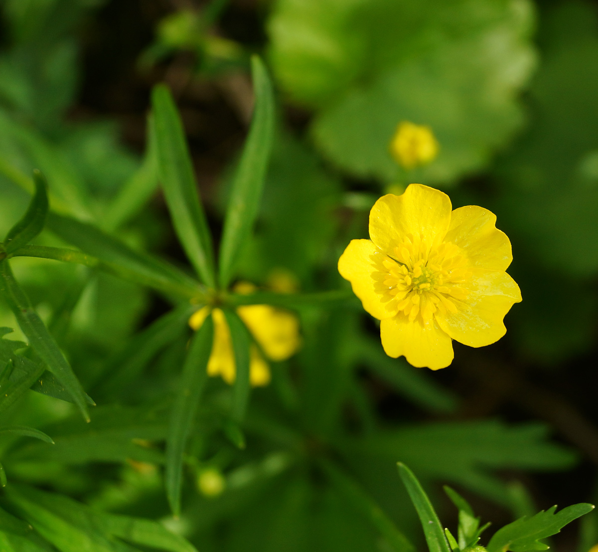 Изображение особи род Ranunculus.