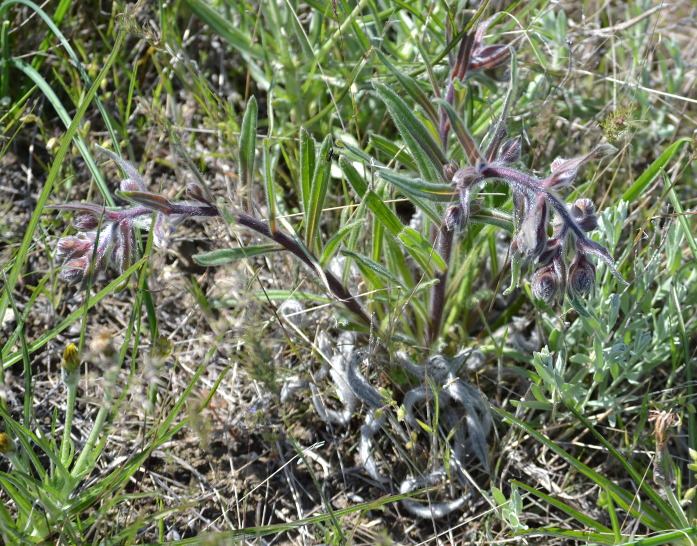 Image of Onosma tinctoria specimen.