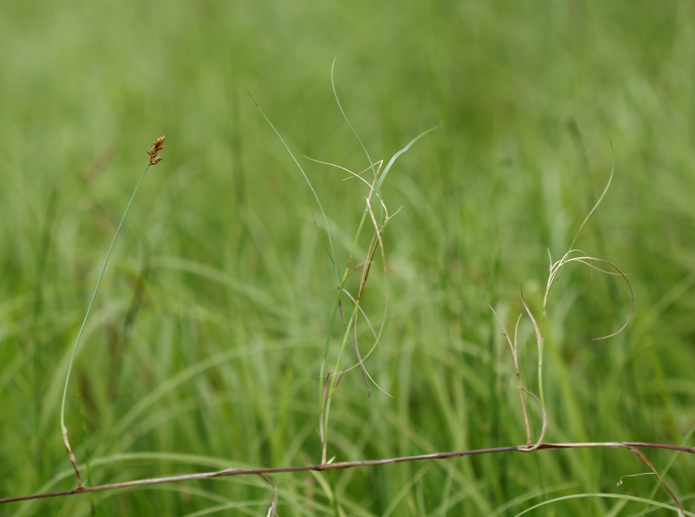 Image of Carex pseudocuraica specimen.